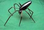 Spider Widow